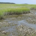 Discover the Beauty of Bike-Friendly Estuaries in South Carolina